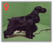 RUS CH Goathills Dolly